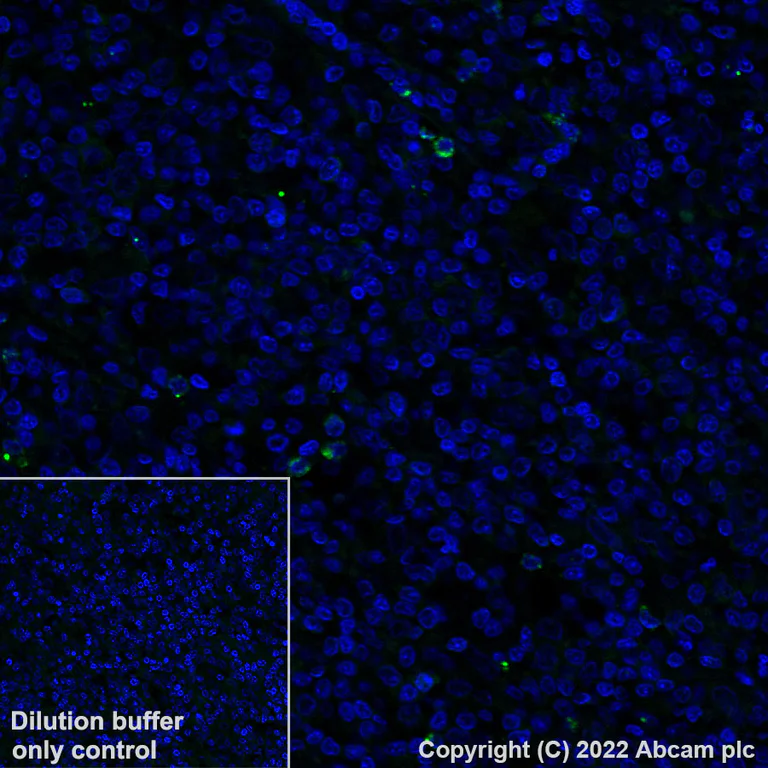 Immunohistochemistry (Formalin/PFA-fixed paraffin-embedded sections) - Alexa Fluor® 488 Anti-Granzyme B antibody [EPR8260] (AB315854)