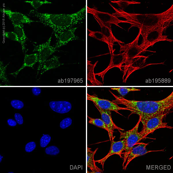 Immunocytochemistry/ Immunofluorescence - Alexa Fluor® 488 Anti-GRIM19 antibody [6E1BH7] (AB197965)