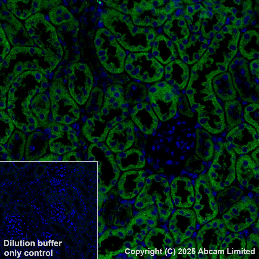 Immunohistochemistry (Formalin/PFA-fixed paraffin-embedded sections) - Alexa Fluor® 488 Anti-Grp75/MOT antibody [EPR29618-542] (AB324072), expandable thumbnail
