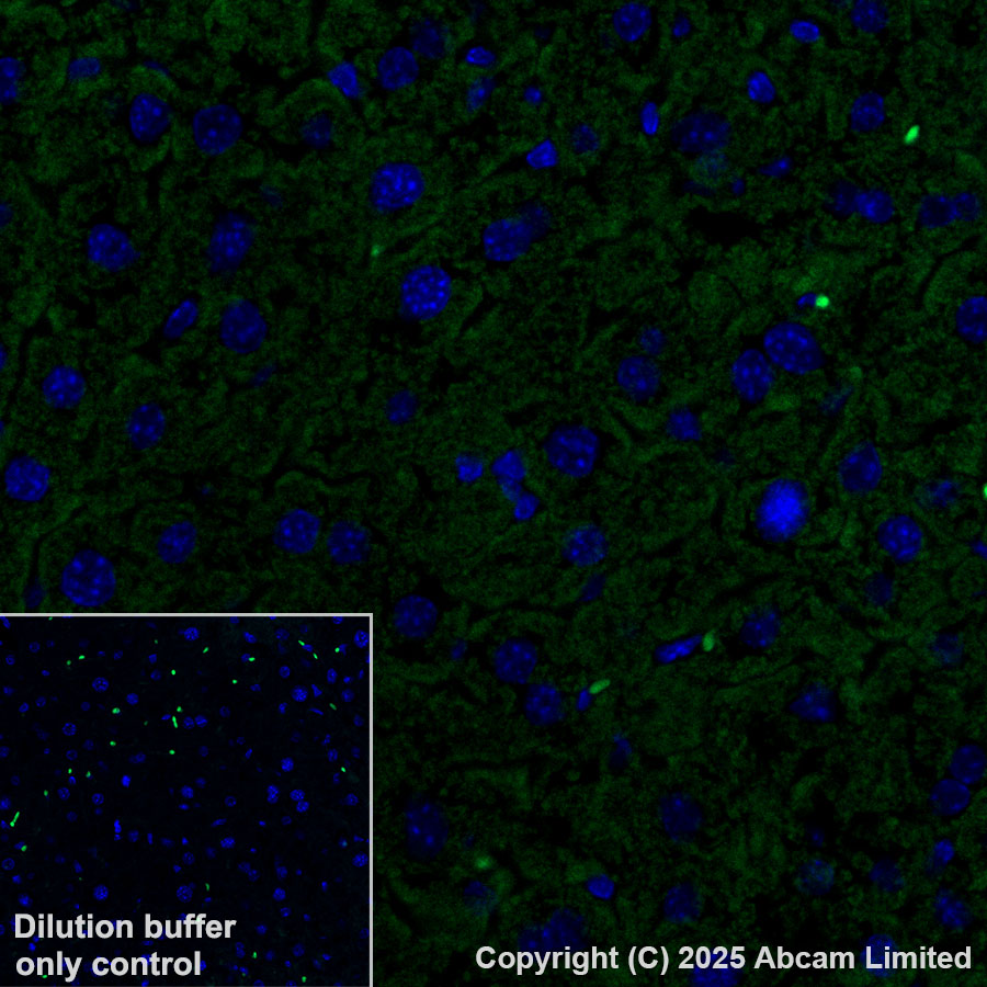 Immunohistochemistry (Formalin/PFA-fixed paraffin-embedded sections) - Alexa Fluor® 488 Anti-Grp75/MOT antibody [EPR29618-542] (AB324072), expandable thumbnail
