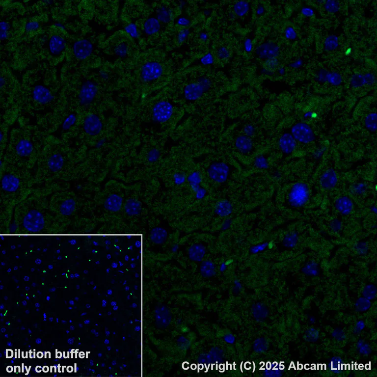 Immunohistochemistry (Formalin/PFA-fixed paraffin-embedded sections) - Alexa Fluor® 488 Anti-Grp75/MOT antibody [EPR29618-542] (AB324072)