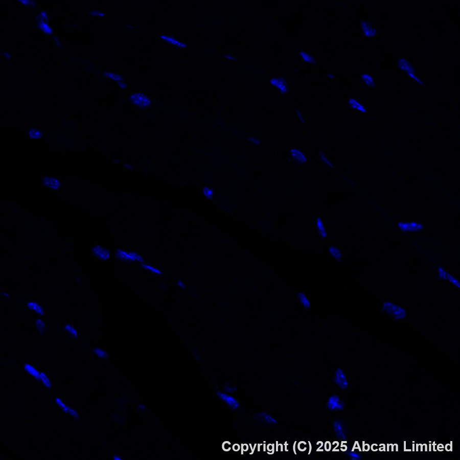 Immunohistochemistry (Formalin/PFA-fixed paraffin-embedded sections) - Alexa Fluor® 488 Anti-Grp75/MOT antibody [EPR29618-542] (AB324072), expandable thumbnail