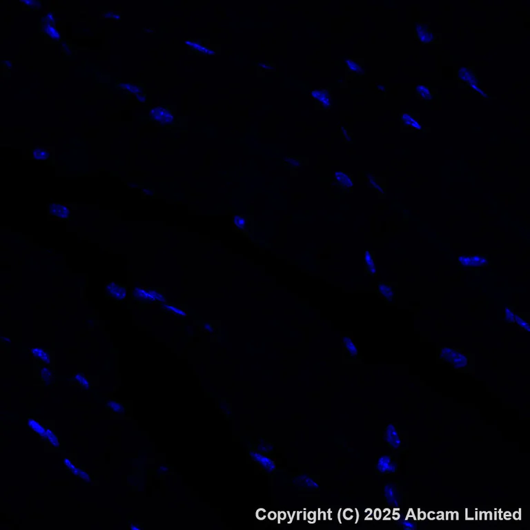 Immunohistochemistry (Formalin/PFA-fixed paraffin-embedded sections) - Alexa Fluor® 488 Anti-Grp75/MOT antibody [EPR29618-542] (AB324072)