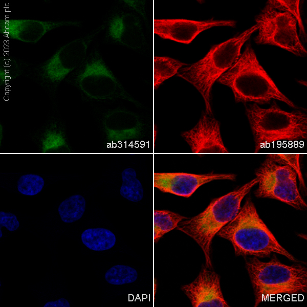 Immunocytochemistry/ Immunofluorescence - Alexa Fluor® 488 Anti-GRP94 antibody [EPR22847-50] (AB314591), expandable thumbnail