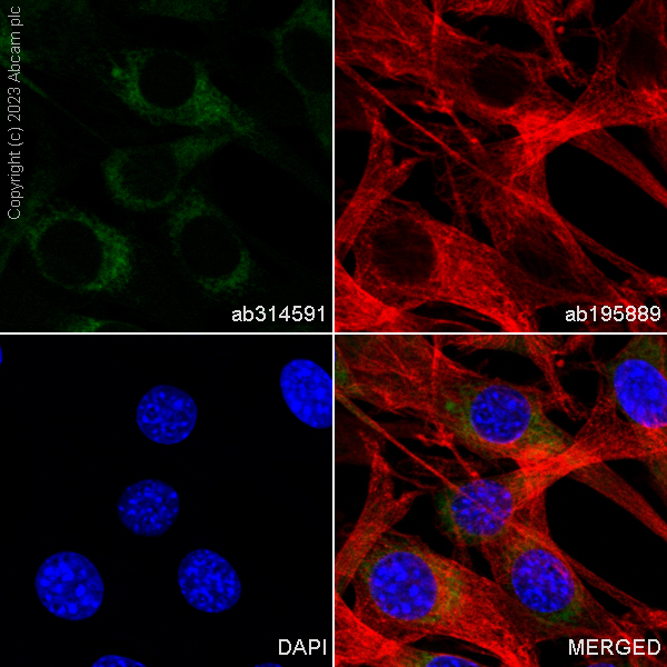 Immunocytochemistry/ Immunofluorescence - Alexa Fluor® 488 Anti-GRP94 antibody [EPR22847-50] (AB314591), expandable thumbnail