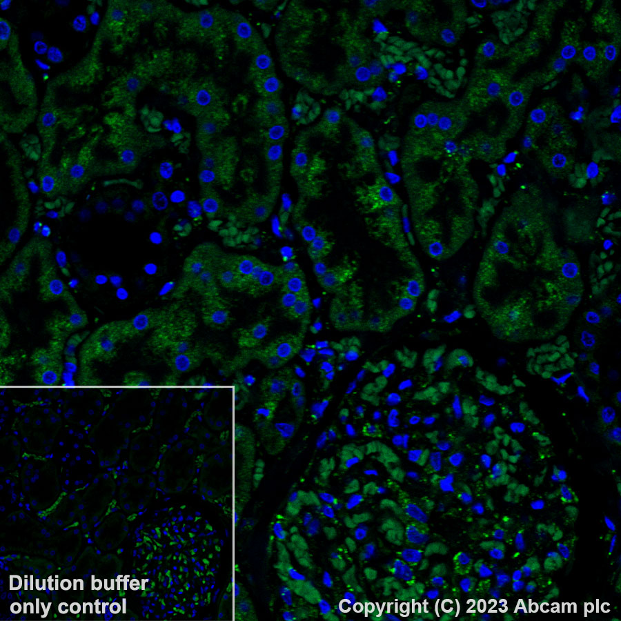 Immunohistochemistry (Formalin/PFA-fixed paraffin-embedded sections) - Alexa Fluor® 488 Anti-GRP94 antibody [EPR22847-50] (AB314591), expandable thumbnail