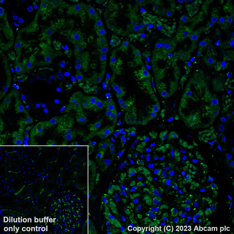 Immunohistochemistry (Formalin/PFA-fixed paraffin-embedded sections) - Alexa Fluor® 488 Anti-GRP94 antibody [EPR22847-50] (AB314591)