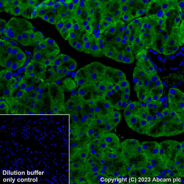 Immunohistochemistry (Formalin/PFA-fixed paraffin-embedded sections) - Alexa Fluor® 488 Anti-GRP94 antibody [EPR22847-50] (AB314591)