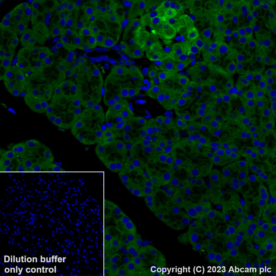 Immunohistochemistry (Formalin/PFA-fixed paraffin-embedded sections) - Alexa Fluor® 488 Anti-GRP94 antibody [EPR22847-50] (AB314591), expandable thumbnail