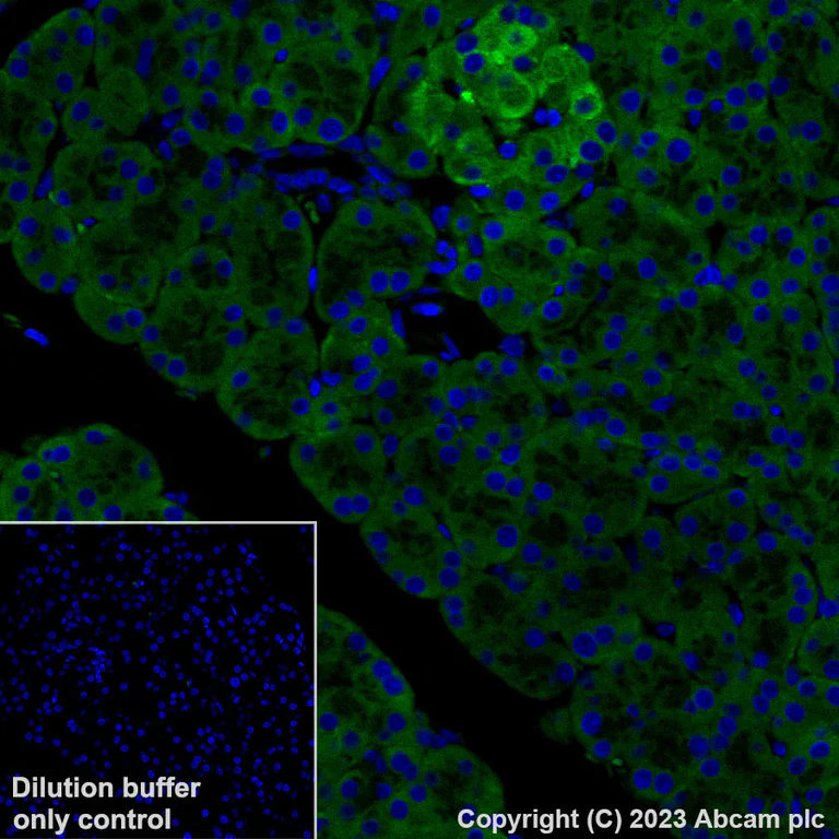 Immunohistochemistry (Formalin/PFA-fixed paraffin-embedded sections) - Alexa Fluor® 488 Anti-GRP94 antibody [EPR22847-50] (AB314591)