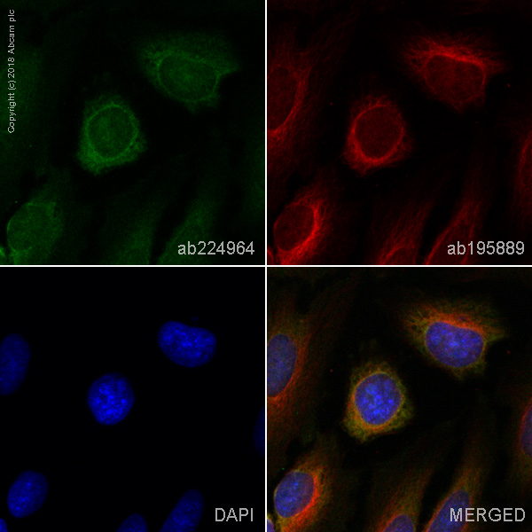 Immunocytochemistry/ Immunofluorescence - Alexa Fluor® 488 Anti-GSK3 alpha antibody [EP793Y] (AB224964), expandable thumbnail