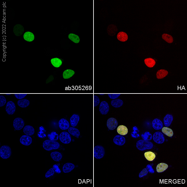 Immunocytochemistry/ Immunofluorescence - Alexa Fluor® 488 Anti-HA tag antibody [EPR22819-101] (AB305269), expandable thumbnail