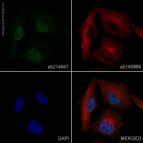 Immunocytochemistry/ Immunofluorescence - Alexa Fluor® 488 Anti-HAUSP / USP7 antibody [EPR4253] (AB214647)