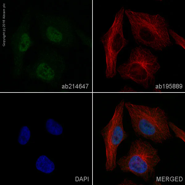 Immunocytochemistry/ Immunofluorescence - Alexa Fluor® 488 Anti-HAUSP / USP7 antibody [EPR4253] (AB214647)