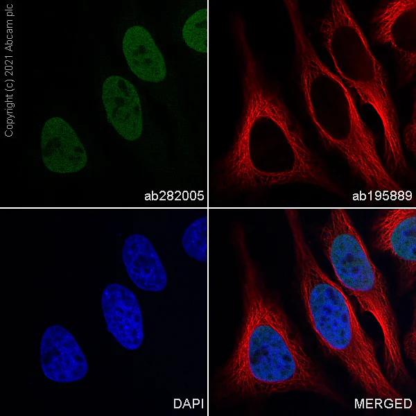 Immunocytochemistry/ Immunofluorescence - Alexa Fluor® 488 Anti-HDAC1 antibody [EPR23847-170] (AB282005)