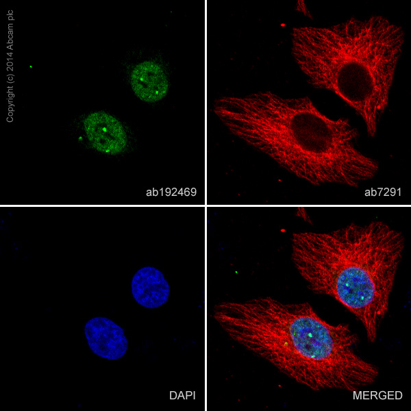 Immunocytochemistry/ Immunofluorescence - Alexa Fluor® 488 Anti-HDAC1 antibody [EPR460(2)] (AB192469), expandable thumbnail