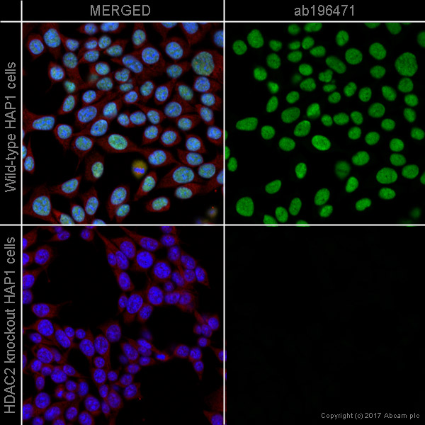 Immunocytochemistry/ Immunofluorescence - Alexa Fluor® 488 Anti-HDAC2 antibody [Y461] (AB196471), expandable thumbnail