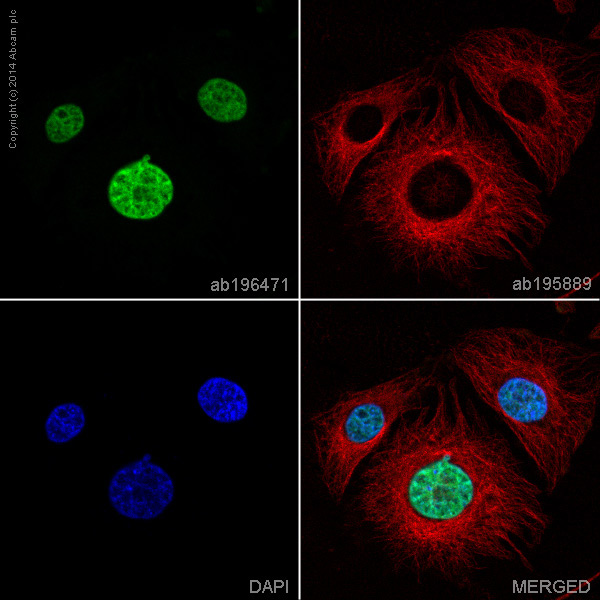 Immunocytochemistry/ Immunofluorescence - Alexa Fluor® 488 Anti-HDAC2 antibody [Y461] (AB196471), expandable thumbnail