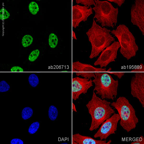 Immunocytochemistry/ Immunofluorescence - Alexa Fluor® 488 Anti-HDAC9 antibody [EPR5223] (AB206713)