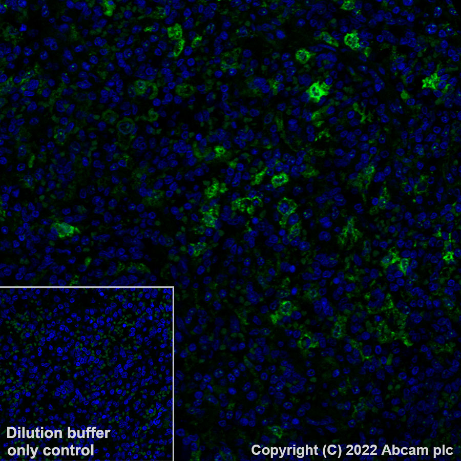 Immunohistochemistry (Formalin/PFA-fixed paraffin-embedded sections) - Alexa Fluor® 488 Anti-Heme Oxygenase 1 antibody [EP1391Y] (AB307765), expandable thumbnail