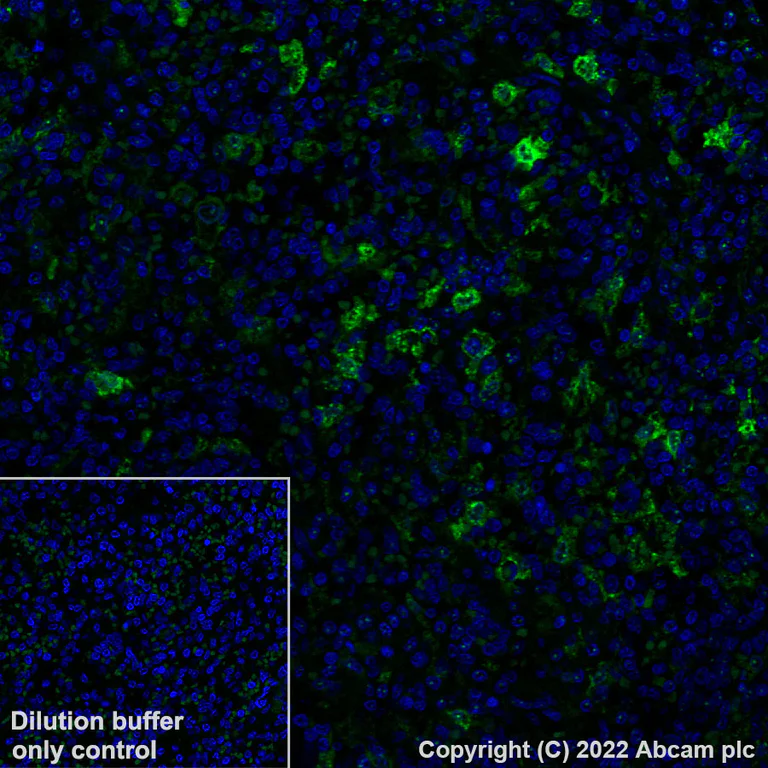 Immunohistochemistry (Formalin/PFA-fixed paraffin-embedded sections) - Alexa Fluor® 488 Anti-Heme Oxygenase 1 antibody [EP1391Y] (AB307765)