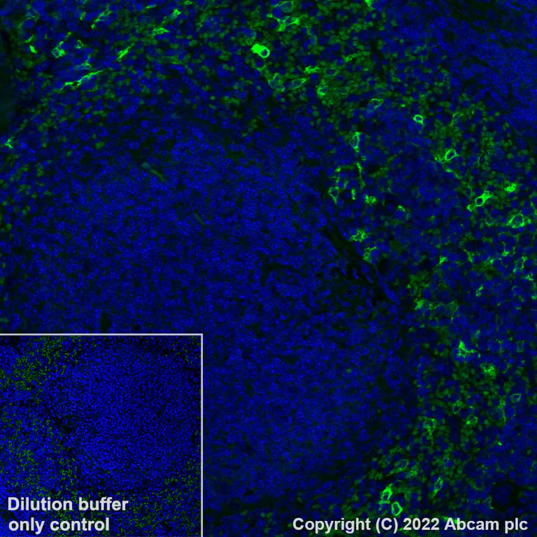 Immunohistochemistry (Formalin/PFA-fixed paraffin-embedded sections) - Alexa Fluor® 488 Anti-Heme Oxygenase 1 antibody [EP1391Y] (AB307765)