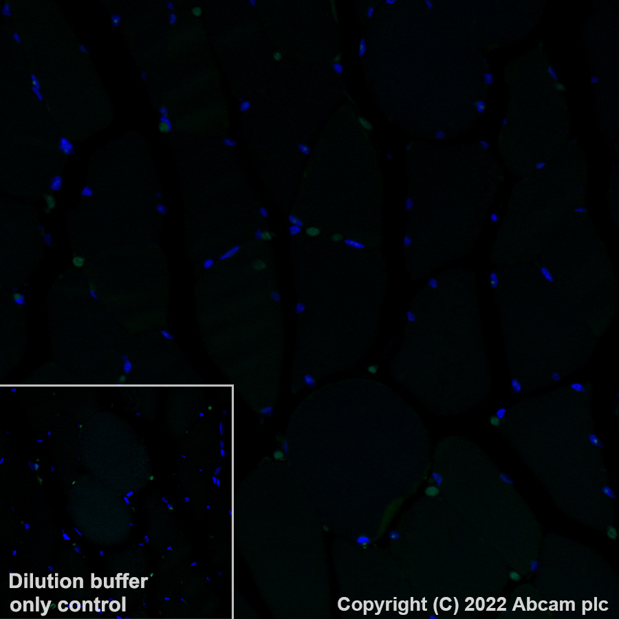 Immunohistochemistry (Formalin/PFA-fixed paraffin-embedded sections) - Alexa Fluor® 488 Anti-Heme Oxygenase 1 antibody [EP1391Y] (AB307765), expandable thumbnail