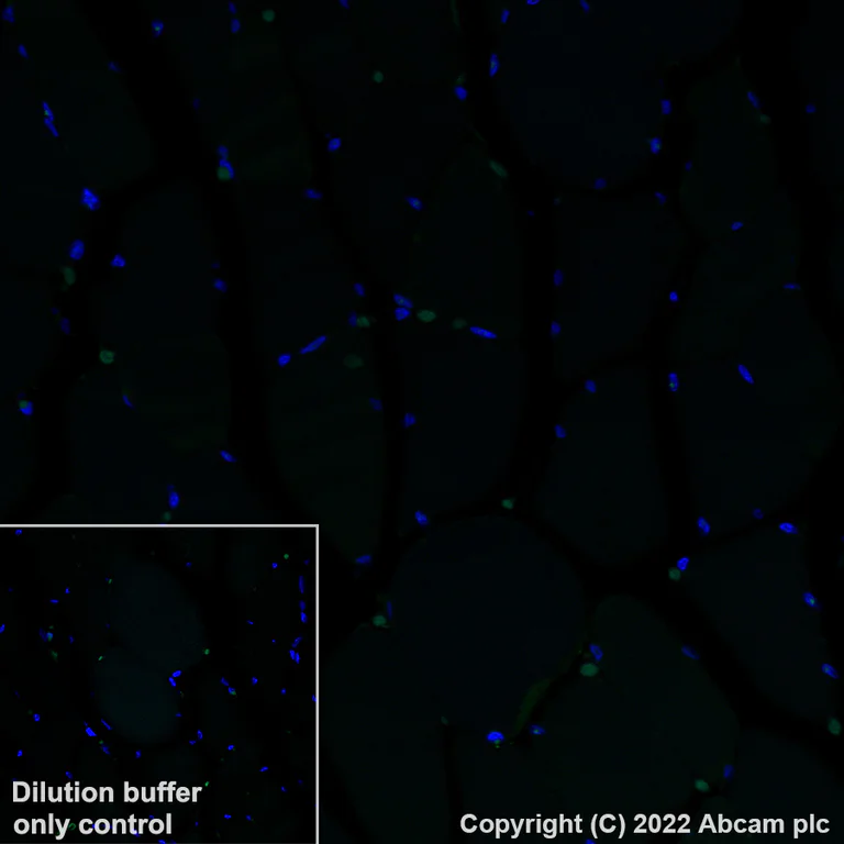 Immunohistochemistry (Formalin/PFA-fixed paraffin-embedded sections) - Alexa Fluor® 488 Anti-Heme Oxygenase 1 antibody [EP1391Y] (AB307765)