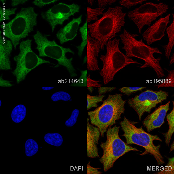 Immunocytochemistry/ Immunofluorescence - Alexa Fluor® 488 Anti-Heme Oxygenase 1 antibody [EPR1390Y] (AB214643), expandable thumbnail