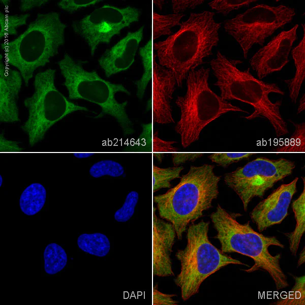Immunocytochemistry/ Immunofluorescence - Alexa Fluor® 488 Anti-Heme Oxygenase 1 antibody [EPR1390Y] (AB214643)