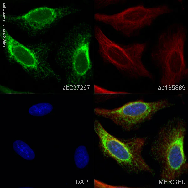 Immunocytochemistry/ Immunofluorescence - Alexa Fluor® 488 Anti-Heme Oxygenase 1 antibody [EPR18161-128] (AB237267)