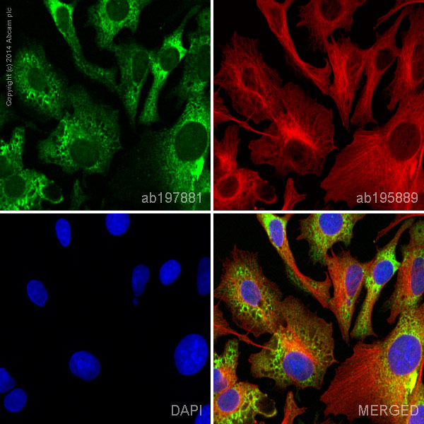 Immunocytochemistry/ Immunofluorescence - Alexa Fluor® 488 Anti-Hemopexin antibody [EPR5610] (AB197881), expandable thumbnail