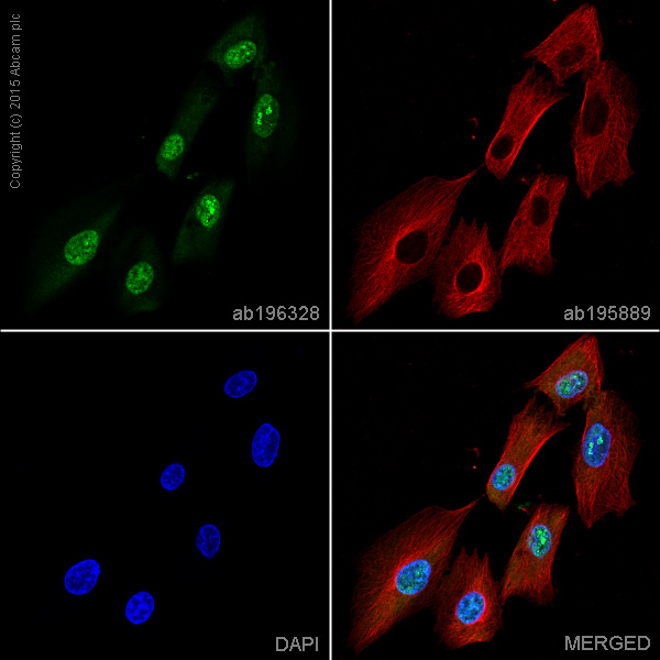 Immunocytochemistry/ Immunofluorescence - Alexa Fluor® 488 Anti-Hes1 antibody [EPR4226] (AB196328)