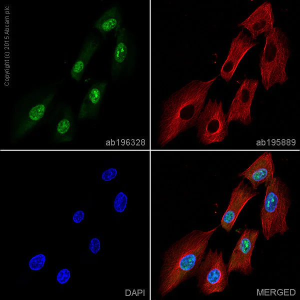 Immunocytochemistry/ Immunofluorescence - Alexa Fluor® 488 Anti-Hes1 antibody [EPR4226] (AB196328)