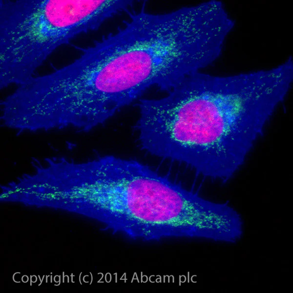 Immunocytochemistry/ Immunofluorescence - Alexa Fluor® 488 Anti-Hexokinase 1 antibody [EPR10134(B)] - Mitochondrial Outer Membrane Marker (AB184818)