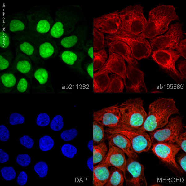 Immunocytochemistry/ Immunofluorescence - Alexa Fluor® 488 Anti-Histone H1.0 antibody [EPR6537] (AB211382), expandable thumbnail