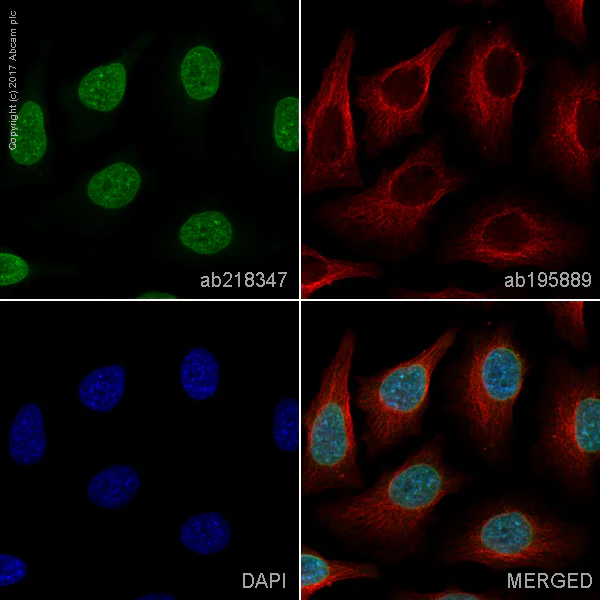 Immunocytochemistry/ Immunofluorescence - Alexa Fluor® 488 Anti-Histone H2A antibody [EPR895] - Nuclear Marker (AB218347)