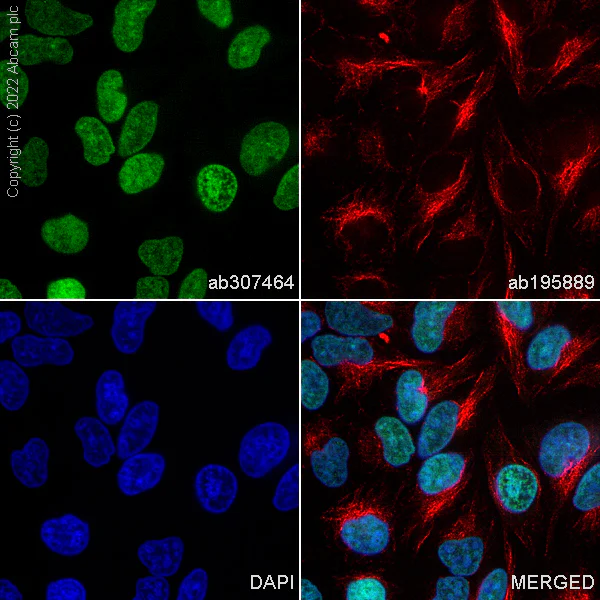 Immunocytochemistry/ Immunofluorescence - Alexa Fluor® 488 Anti-Histone H2A.X antibody [EPR22820-23] (AB307464)