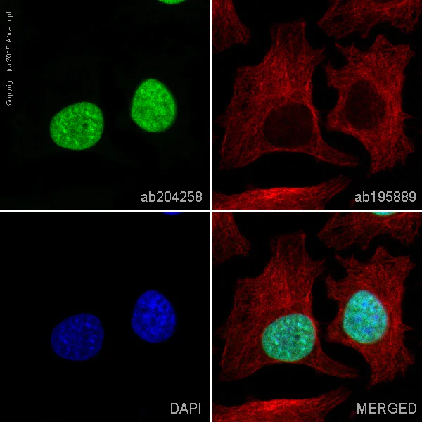 Immunocytochemistry/ Immunofluorescence - Alexa Fluor® 488 Anti-Histone H2B antibody [mAbcam 52484] (AB204258)
