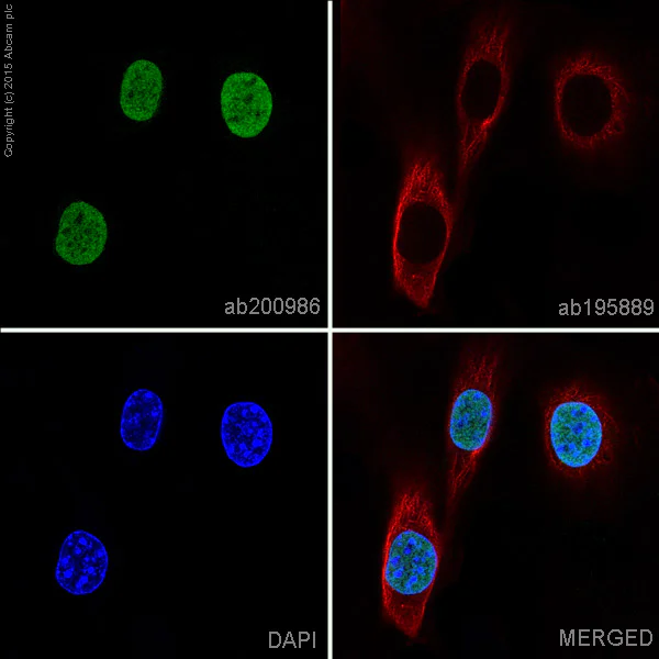 Immunocytochemistry/ Immunofluorescence - Alexa Fluor® 488 Anti-Histone H3 (acetyl K9) antibody [Y28] (AB200986)