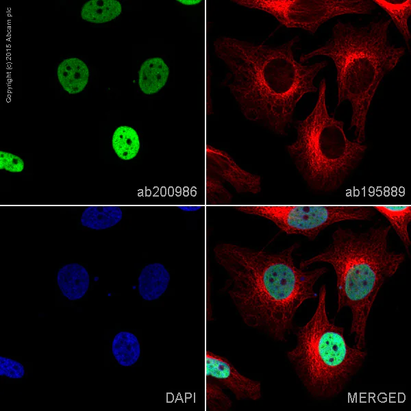Immunocytochemistry/ Immunofluorescence - Alexa Fluor® 488 Anti-Histone H3 (acetyl K9) antibody [Y28] (AB200986)