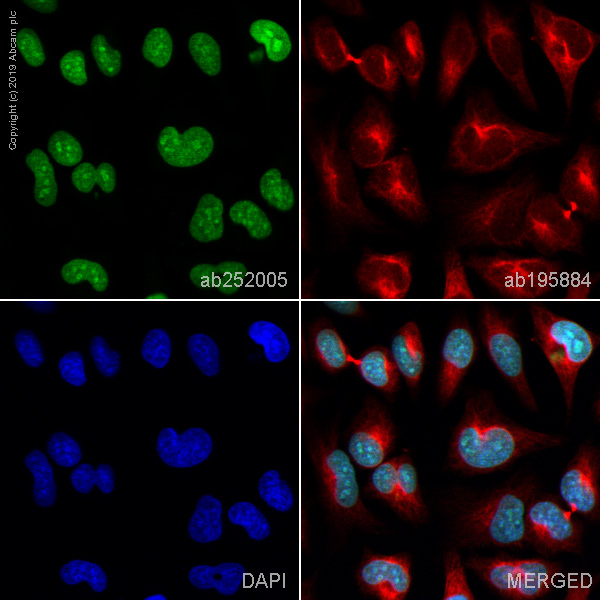 Immunocytochemistry/ Immunofluorescence - Alexa Fluor® 488 Anti-Histone H3 antibody [EPR16987] - Nuclear Marker (AB252005)