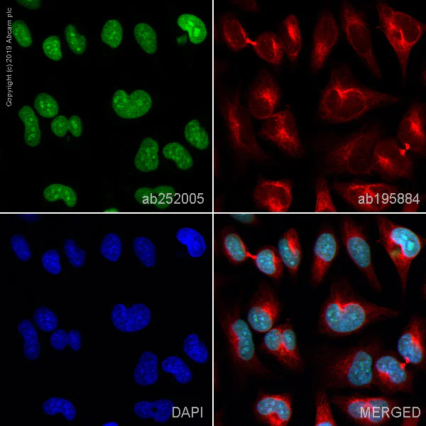 Immunocytochemistry/ Immunofluorescence - Alexa Fluor® 488 Anti-Histone H3 antibody [EPR16987] - Nuclear Marker (AB252005)
