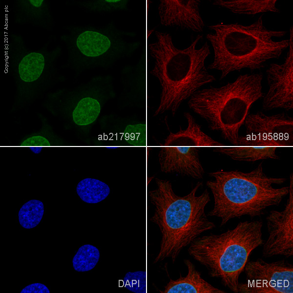 Immunocytochemistry/ Immunofluorescence - Alexa Fluor® 488 Anti-Histone H3 antibody [EPR17785] - Nuclear Marker (AB217997), expandable thumbnail