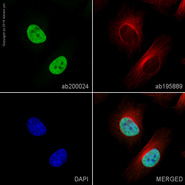 Immunocytochemistry/ Immunofluorescence - Alexa Fluor® 488 Anti-Histone H3 (di methyl K4) antibody [Y47] (AB200024), expandable thumbnail