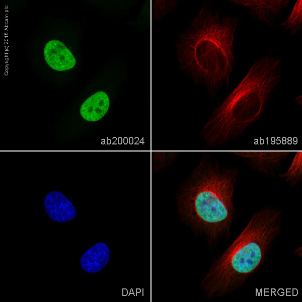Immunocytochemistry/ Immunofluorescence - Alexa Fluor® 488 Anti-Histone H3 (di methyl K4) antibody [Y47] (AB200024)