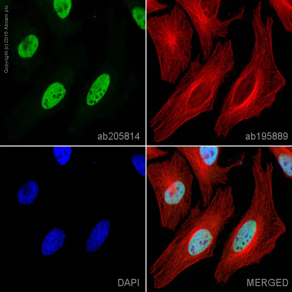 Immunocytochemistry/ Immunofluorescence - Alexa Fluor® 488 Anti-Histone H3 (di methyl K4, tri methyl K4) antibody [mAbcam 6000] (AB205814)