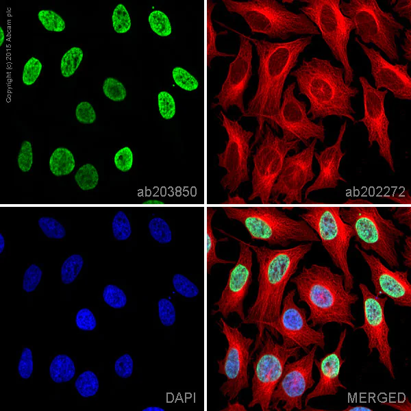 Immunocytochemistry/ Immunofluorescence - Alexa Fluor® 488 Anti-Histone H3 (di methyl K9) antibody [mAbcam 1220] (AB203850)