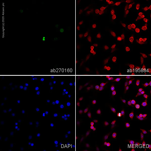 Immunocytochemistry - Alexa Fluor® 488 Anti-Histone H3 (phospho S10) antibody [EPR17246] (AB270160)