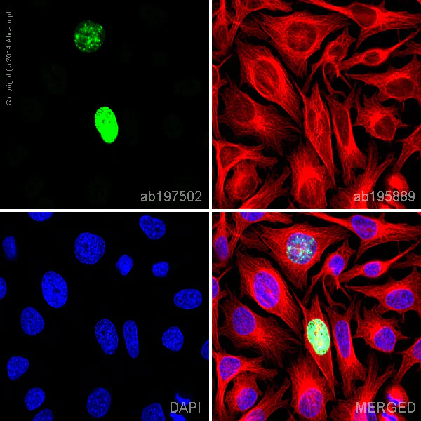 Immunocytochemistry/ Immunofluorescence - Alexa Fluor® 488 Anti-Histone H3 (phospho S10) antibody [mAbcam 14955] (AB197502)